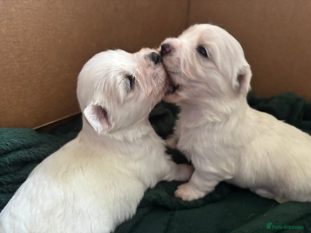 Mixed Breed dogs for sale: READY 🩷🩵F1 Coton de tulear  cross Maltese 😍 - Image 3