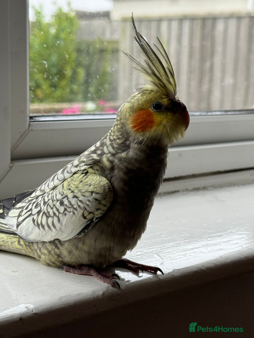 Cockatiels birds for sale: Male cockatiel - Advert 4