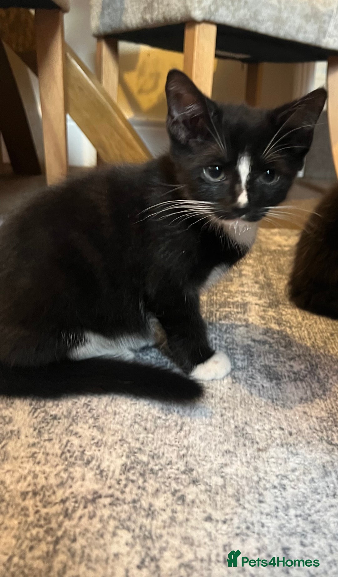 European cats for sale: 3 Beautiful Kittens  - Advert 2