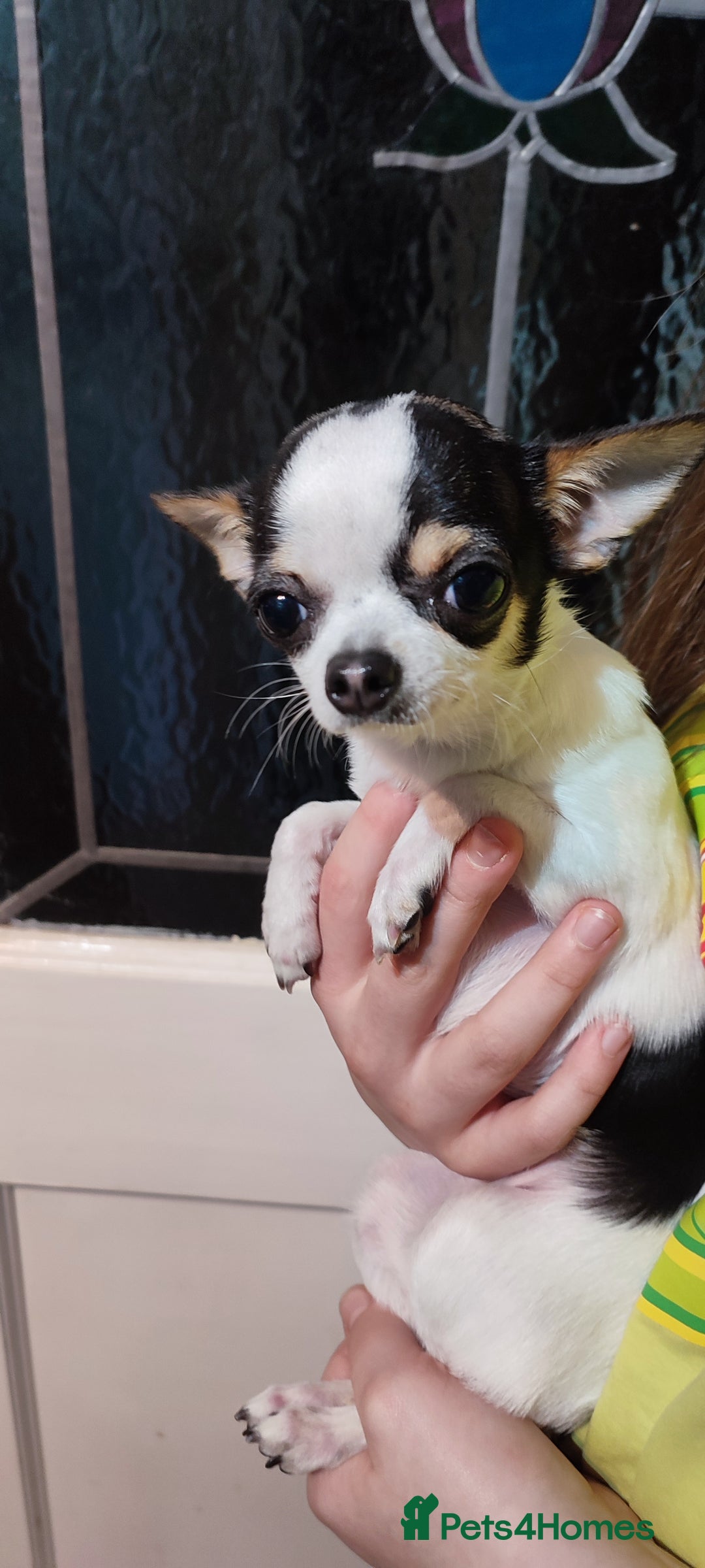 Chihuahua dogs for sale:  Tiny dog chihuahua - Advert 19