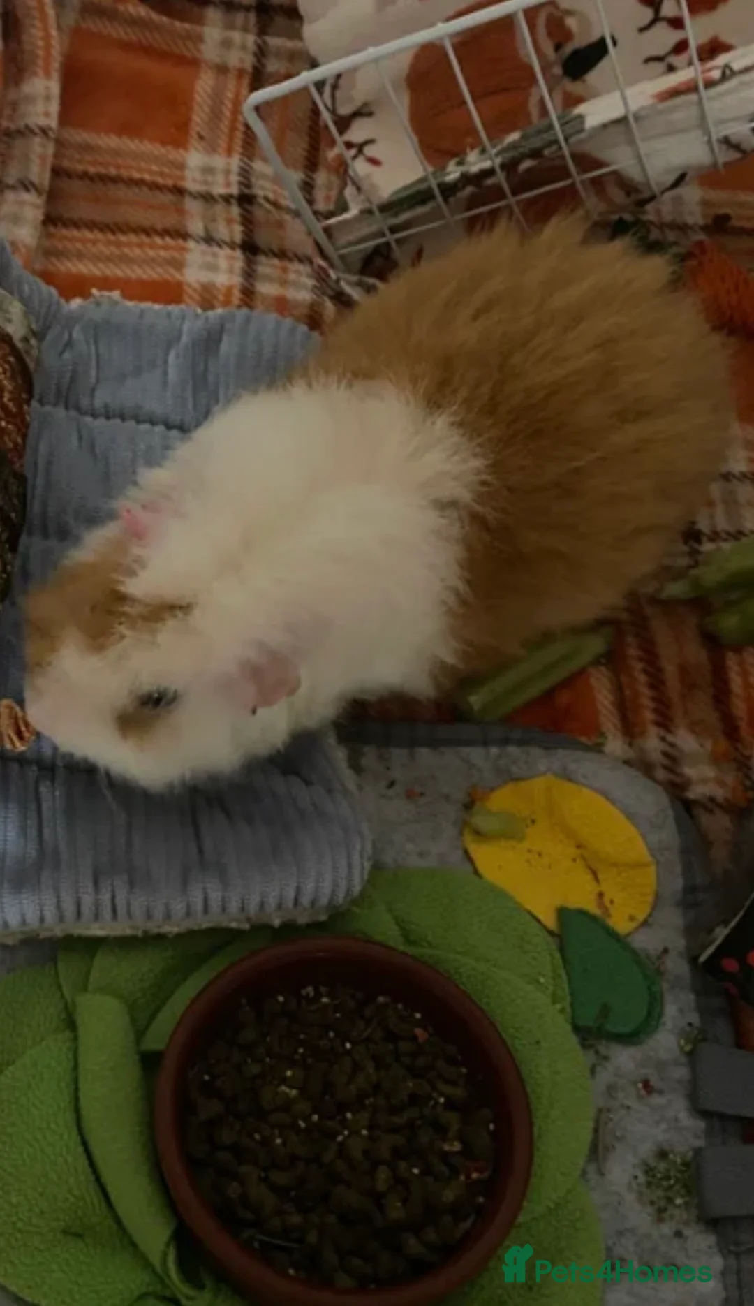 Guinea Pig rodents for sale: 2 male Guinea Pigs £60 - Advert 5