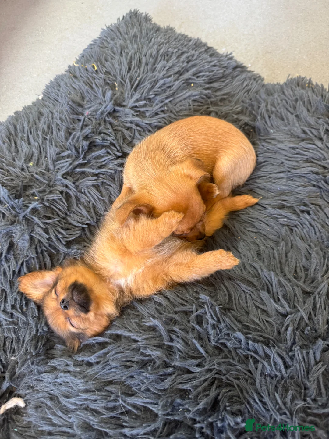 Pomchi dogs for sale: Pomeranian x puppies 3 girls 3 boys  - Advert 1