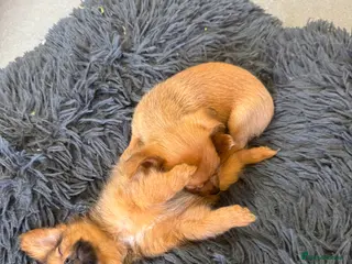 Pomchi dogs Pomeranian x puppies 3 girls 3 boys - Advert 9