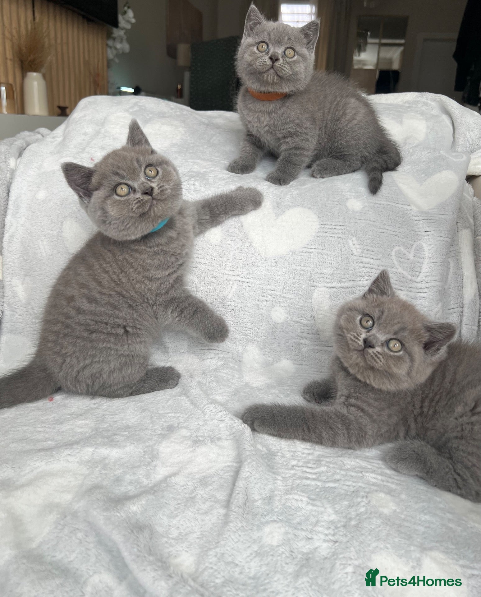 British Shorthair cats Beautiful British Shorthair Boys - Advert 5