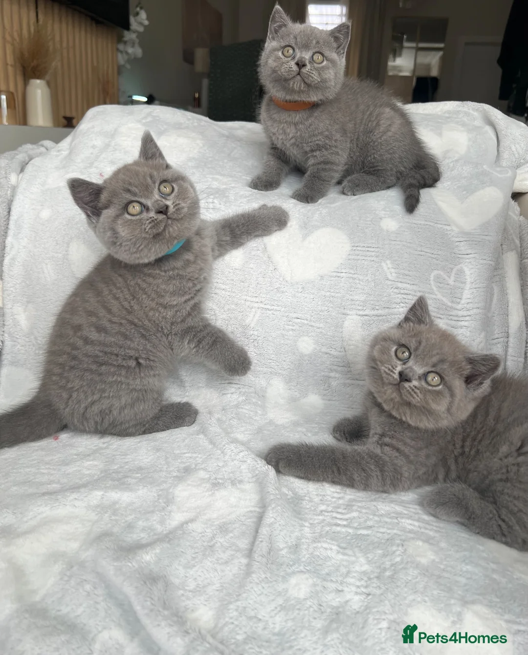 British Shorthair cats for sale: Beautiful British Shorthair Boys - Advert 1