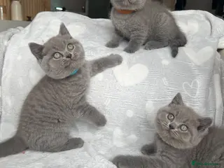 British Shorthair cats Beautiful British Shorthair Boys - Advert 1