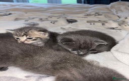 Burmese cats for sale: Beautiful blue kittens  - Image 4