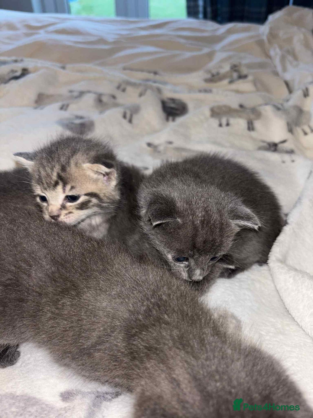 Burmese cats for sale: Beautiful blue kittens  - Image 4