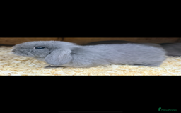 Mini Lop rabbits for sale: Stunning babies various ages vaccinated  - Advert 36