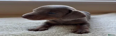 Dachshund 2