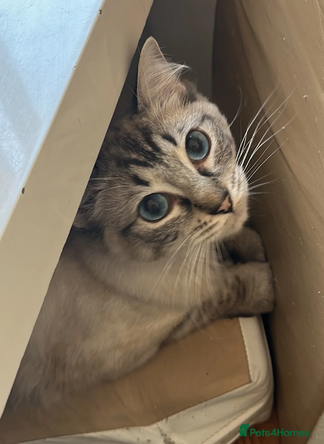 Ragdoll cats for sale: A loving home for our sweet boy 🐾❤️ - Advert 2