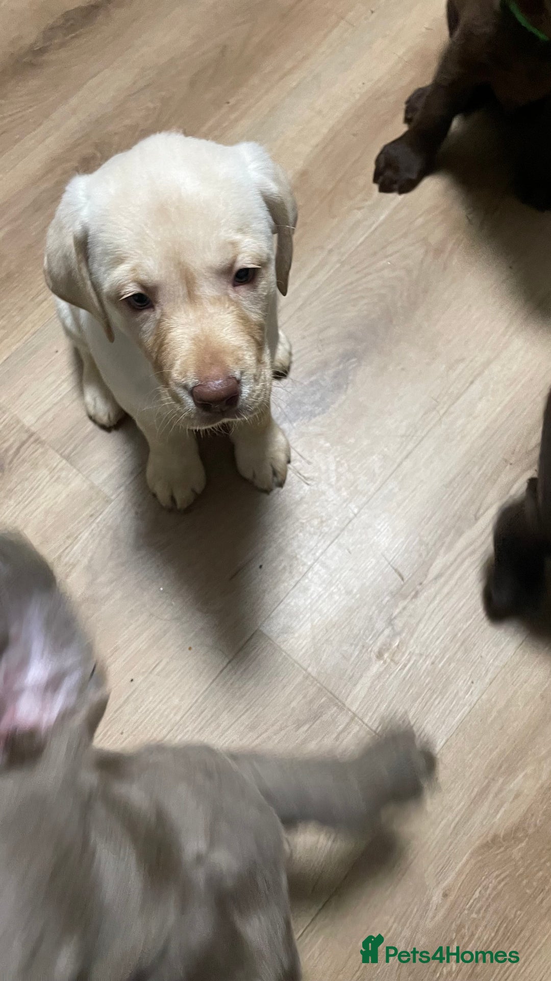 Labrador Retriever dogs for sale: Kennel club registered Labrador puppies  - Advert 8
