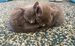 Mixed Breed cats for sale: 3 2 month old TORTIE x BRITISH SHORTHAIR KITTENS - Image 7