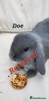 Mini Lop rabbits Adorable Baby Rabbits Ready for Loving Homes - Advert 4