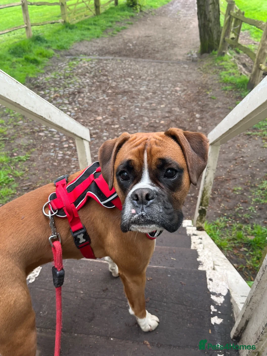 Boxer dogs for sale: Beautiful Boxer Puppies - long tailed boys/girls - Advert 1