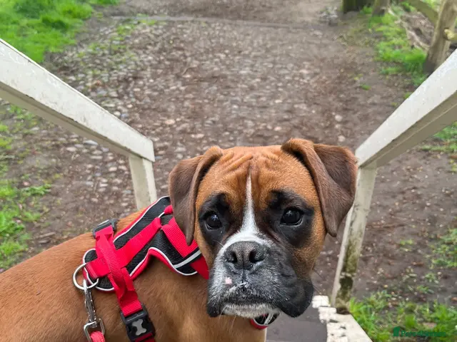 Boxer dogs Beautiful Boxer Puppies - long tailed boys/girls - Advert 1