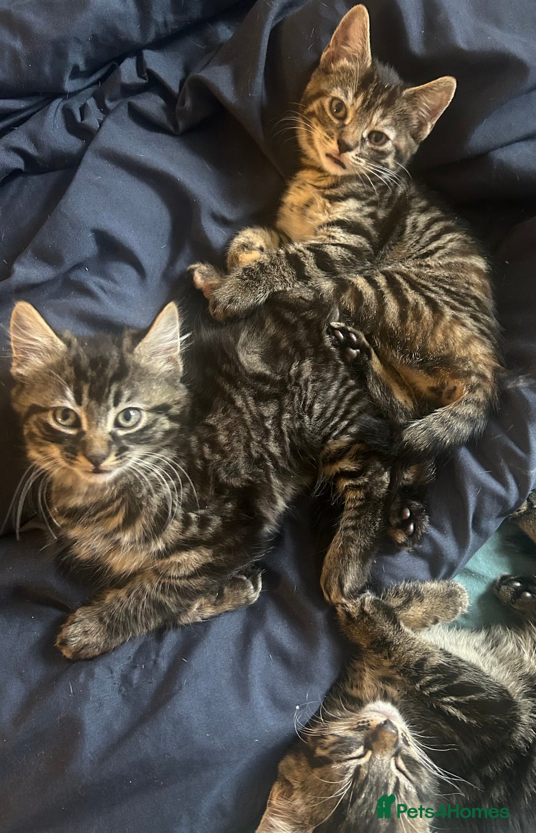 Bengal cats for sale: bengal x ragdoll kittens  - Image 17