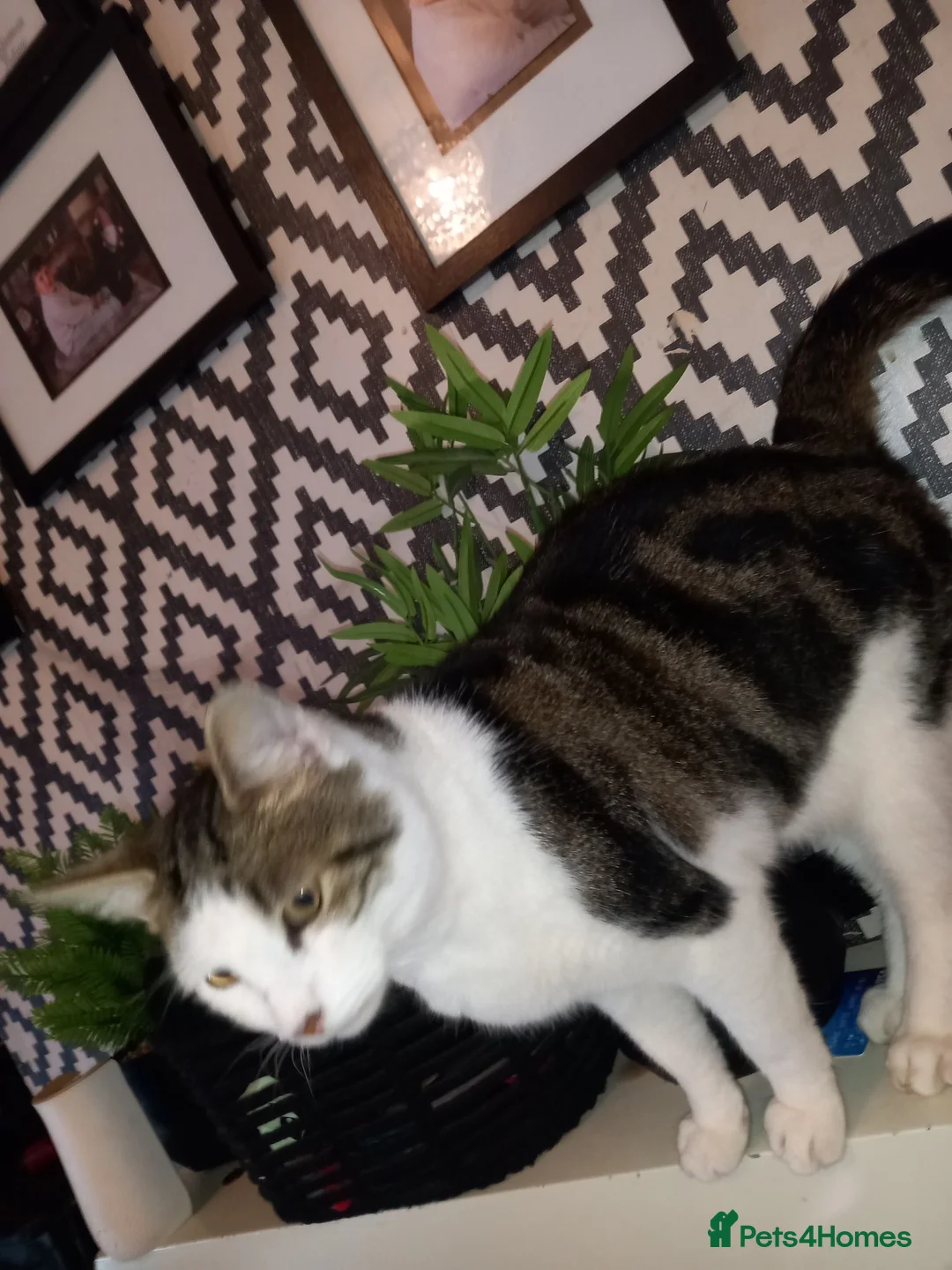 Mixed Breed cats for sale: TABBY KITTENS ♥  - Advert 2