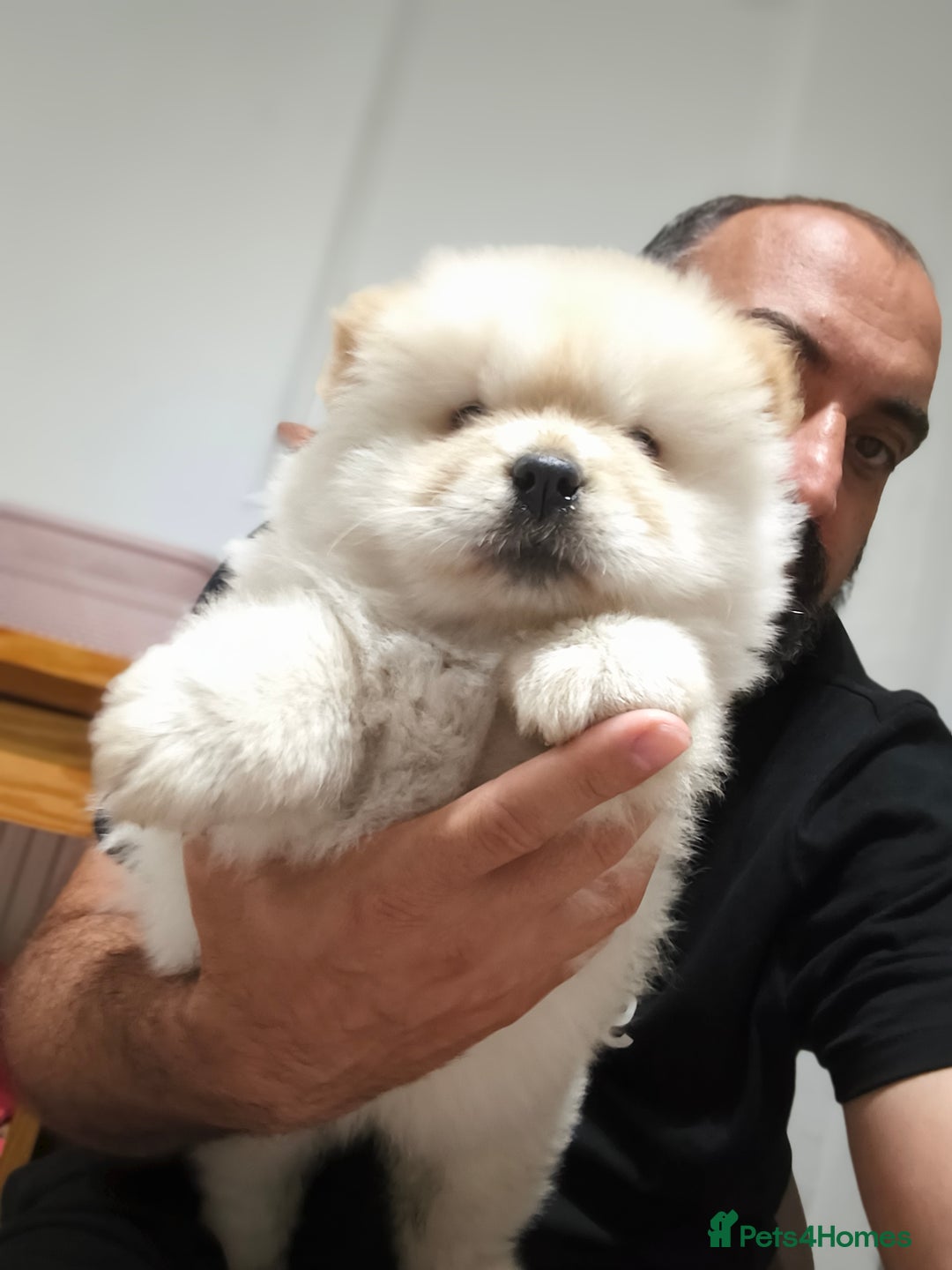 Chow Chow dogs for sale: Chow chow - Image 3