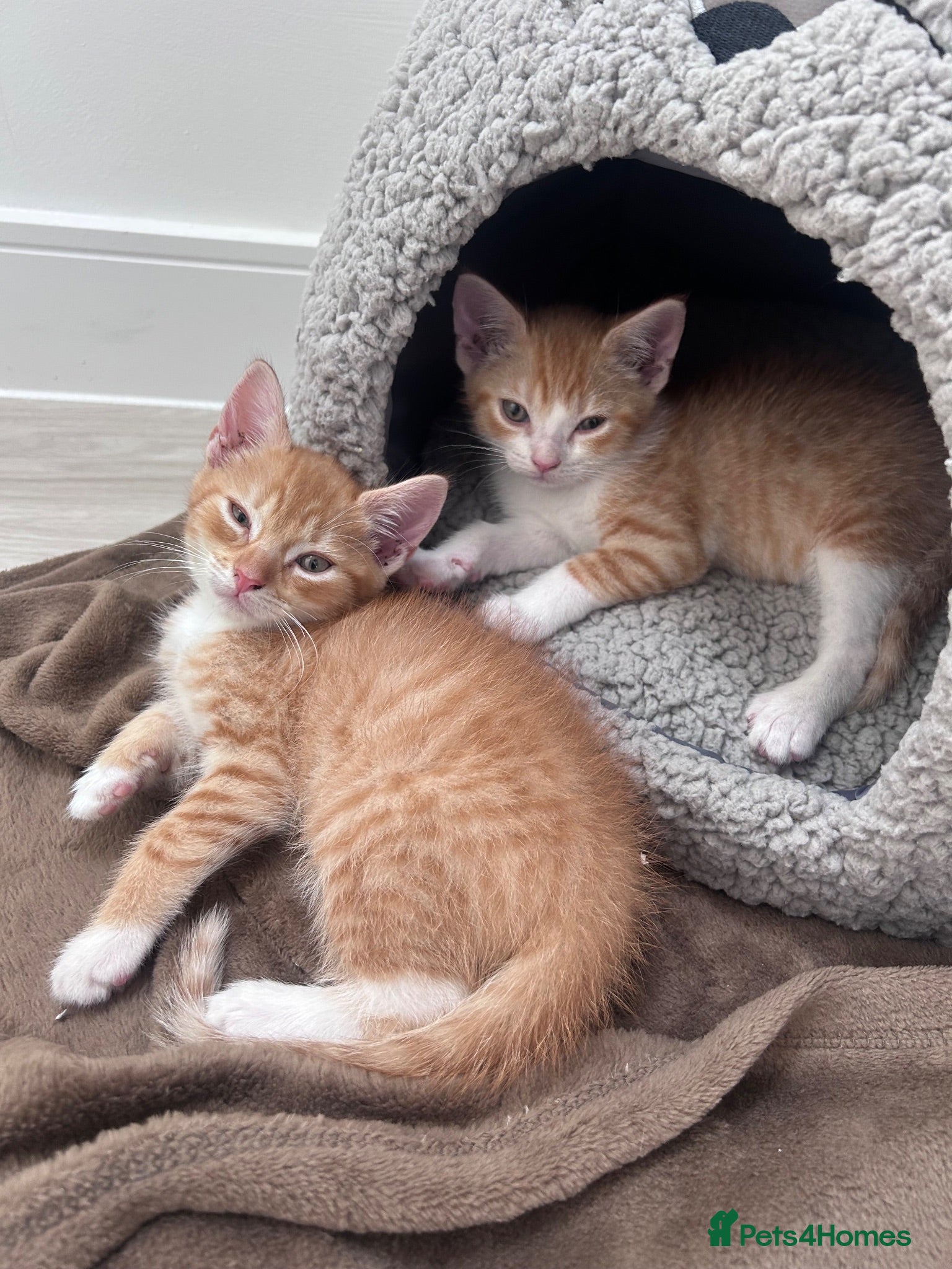 Mixed Breed cats Two boys kittens - Advert 1