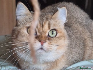 British Longhair cats Blue golden and white sh boy, Golden female - Advert 5