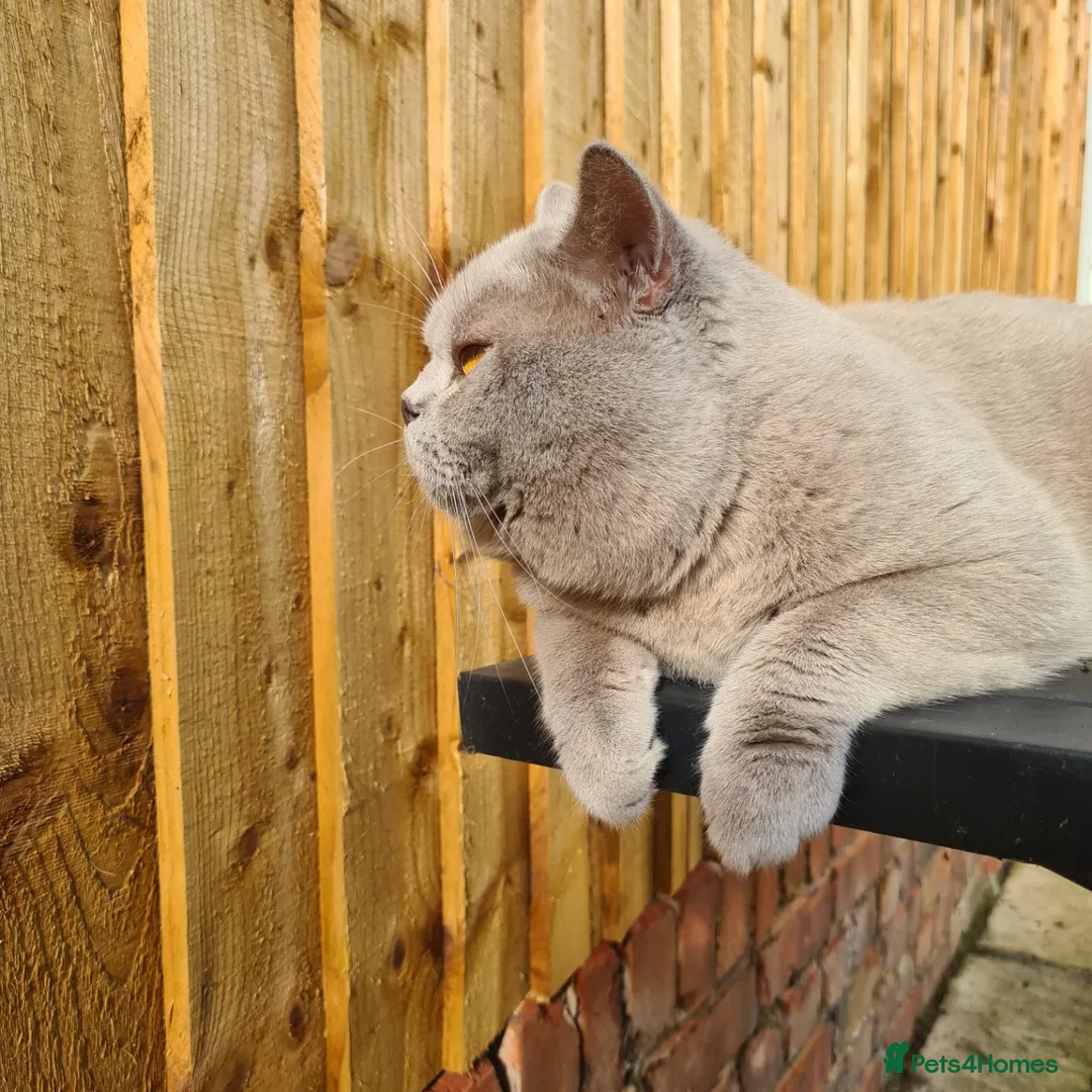 British Shorthair cats for stud: Lilac BSH stud duties GLOUCESTERSHIRE in Cheltenham - Image 9