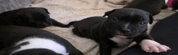Staffordshire Bull Terrier dogs for sale: Beautiful Blue & White Staffy Pups  - Advert 24
