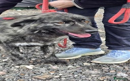 Mixed Breed dogs for adoption: MAGGIE - Image 11