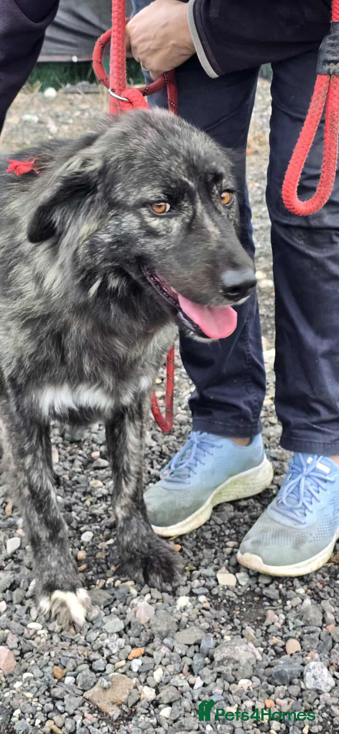 Mixed Breed dogs for adoption: MAGGIE - Image 11