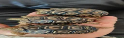 Tortoise reptiles for sale: Leopard Spotted Tortoises - Advert 5