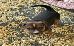 Jack Russell dogs for sale: 5 beautiful Jack Russell puppies for sale  - Image 8