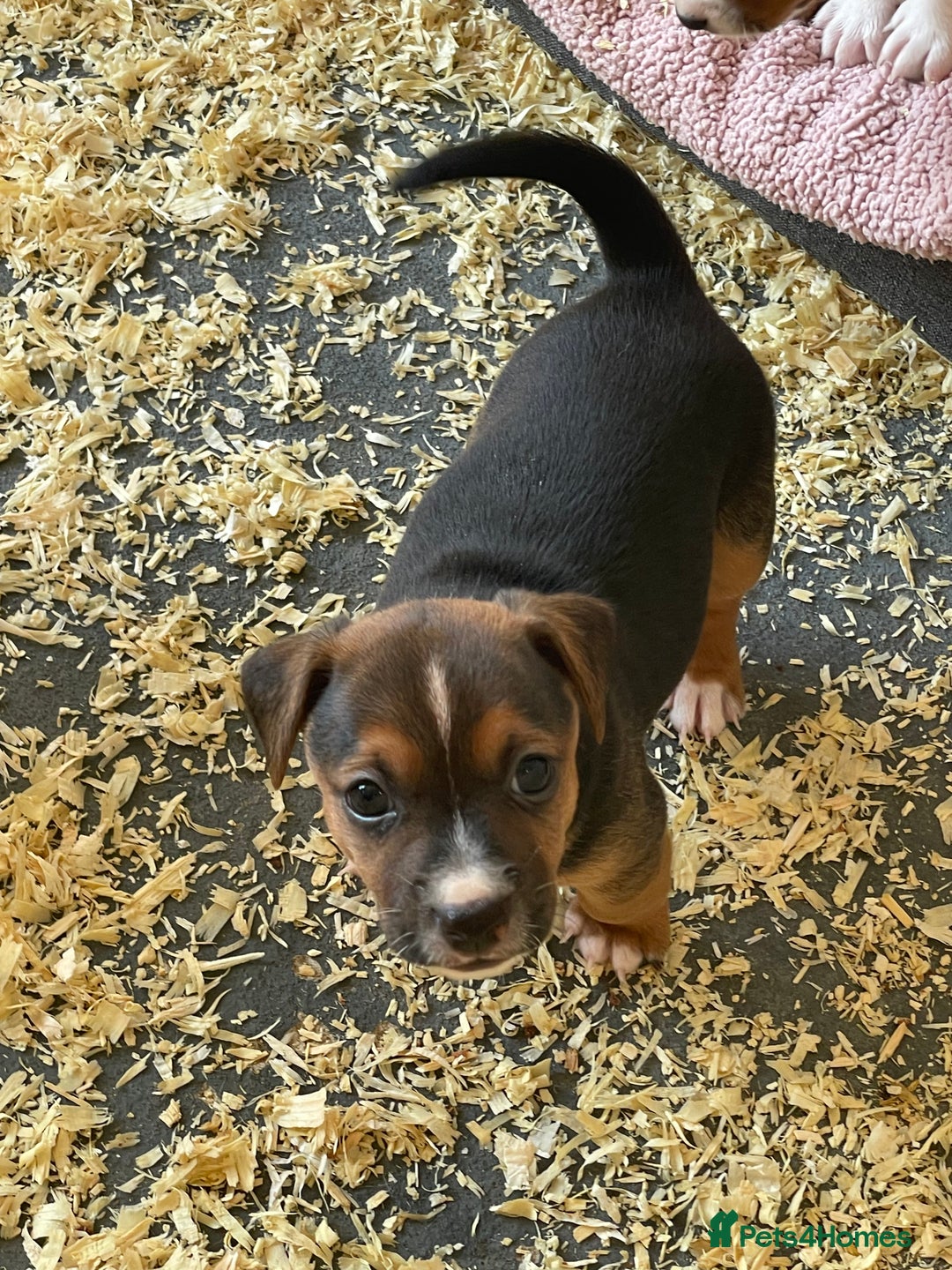 Jack Russell dogs for sale: 5 beautiful Jack Russell puppies for sale  - Image 8