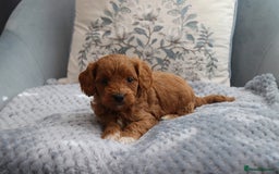 Cavapoochon dogs for sale: Beautiful Cavapoochons looking for forever homes - Image 11