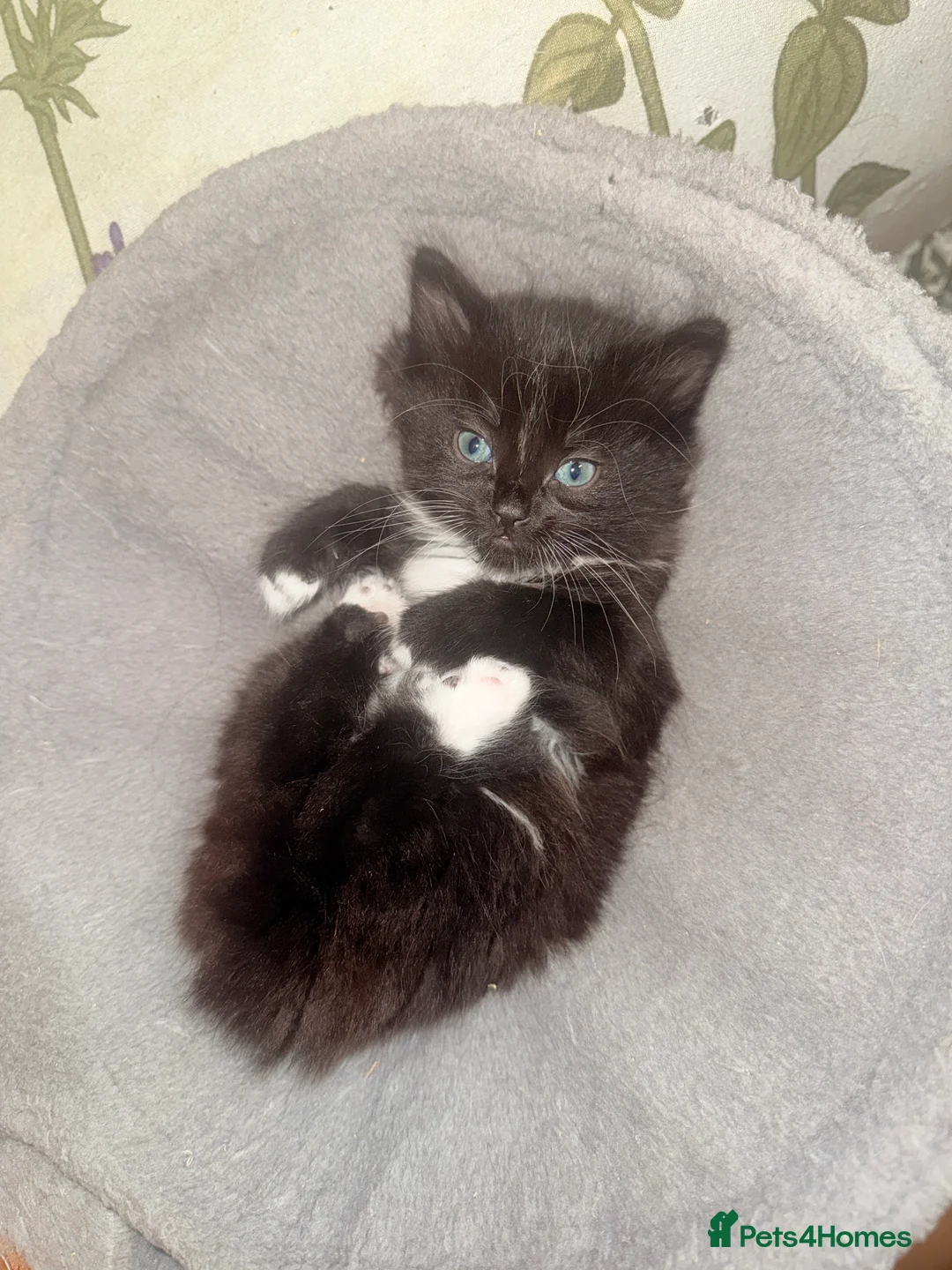 Mixed Breed cats for sale: 4 Beautiful Tuxedo Kittens (3 Long haired) <3 - Advert 6