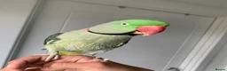Parrots birds for sale: Tamed Alexandrine Parrot in Manchester - Advert 13