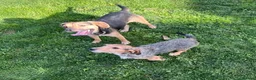 Mixed Breed dogs for sale: Teckel cross spaniel puppies  in Honiton - Advert 4