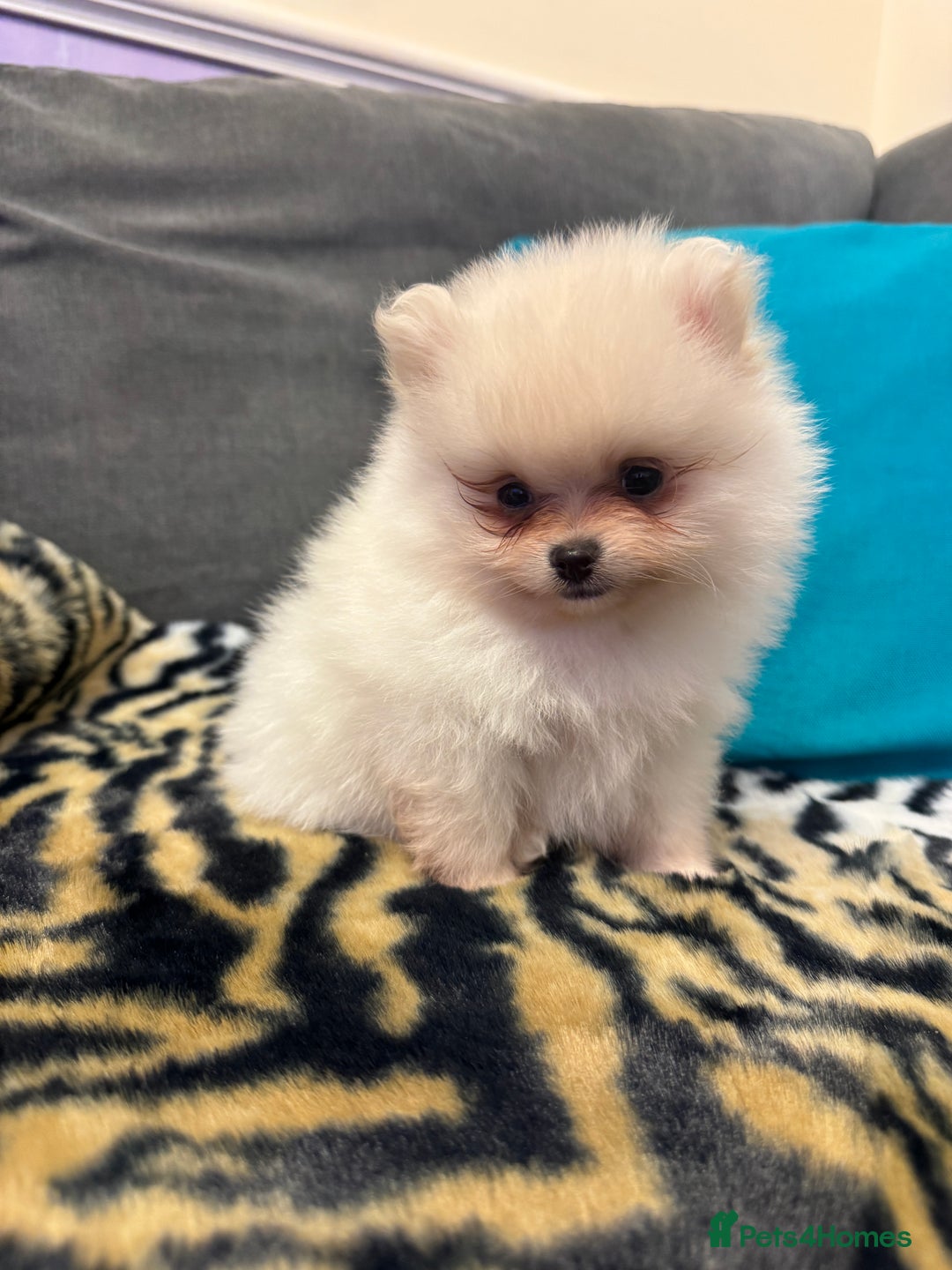 Pomeranian dogs for sale: ❤️Beautiful Pomeranian puppies❤️ - Advert 23