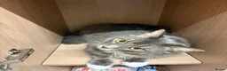 Mixed Breed cats for sale: Male cats to be rehomed, must be kept together - Advert 5