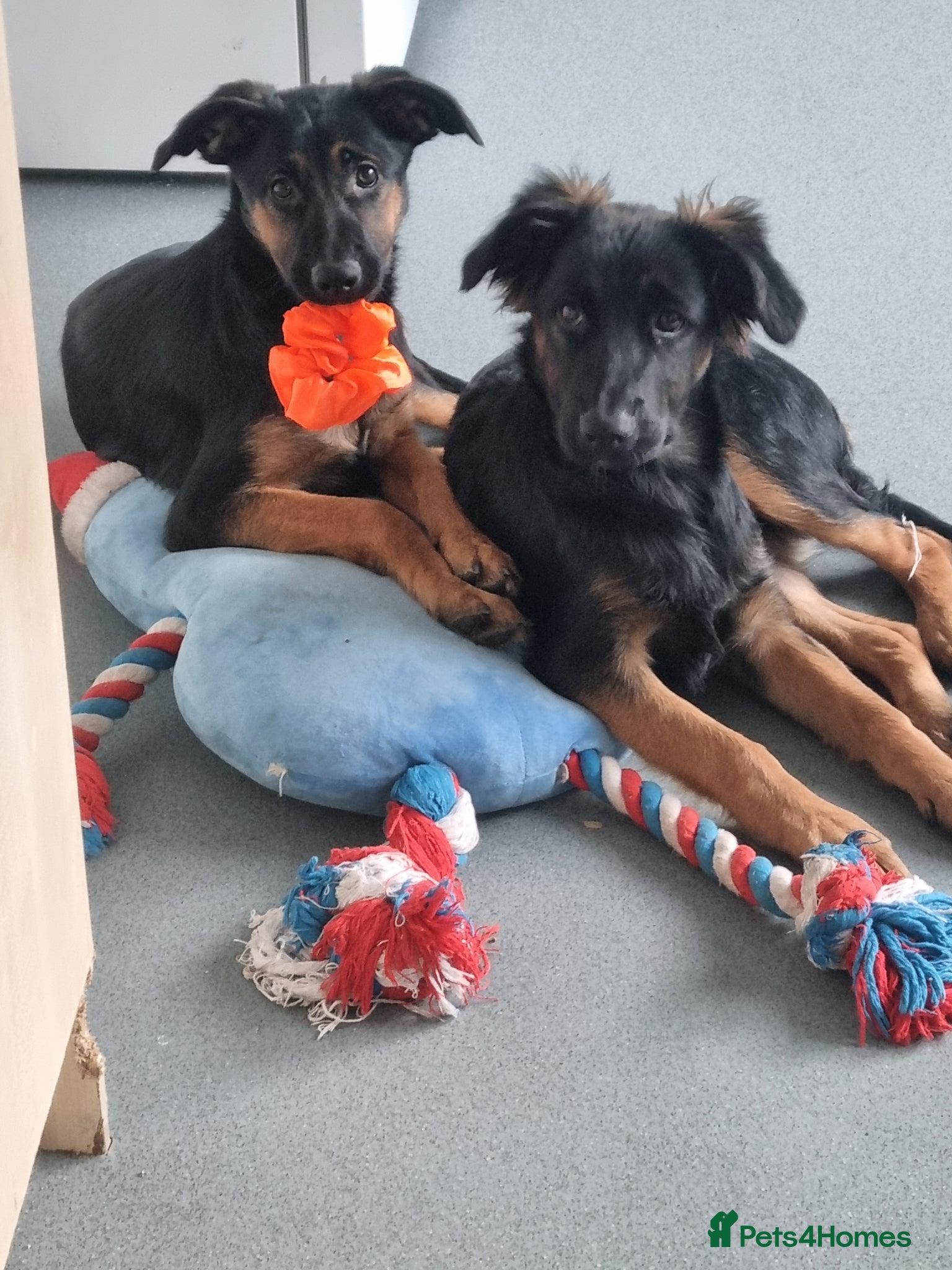 Sheprador dogs for sale: 2 Female dogs - Advert 1