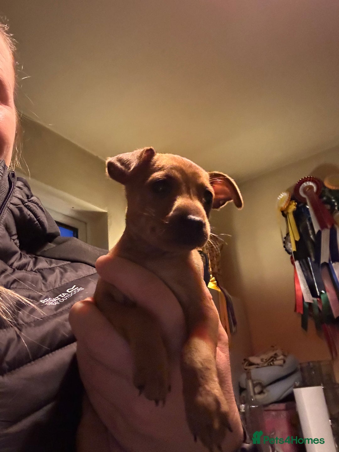 Miniature Pinscher dogs for sale: Stunning KC Miniature Pinscher puppies - Advert 18