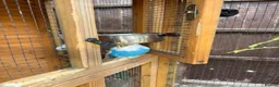 Budgerigars birds for sale: Avairy with budgies and finches in Gainsborough - Advert 2
