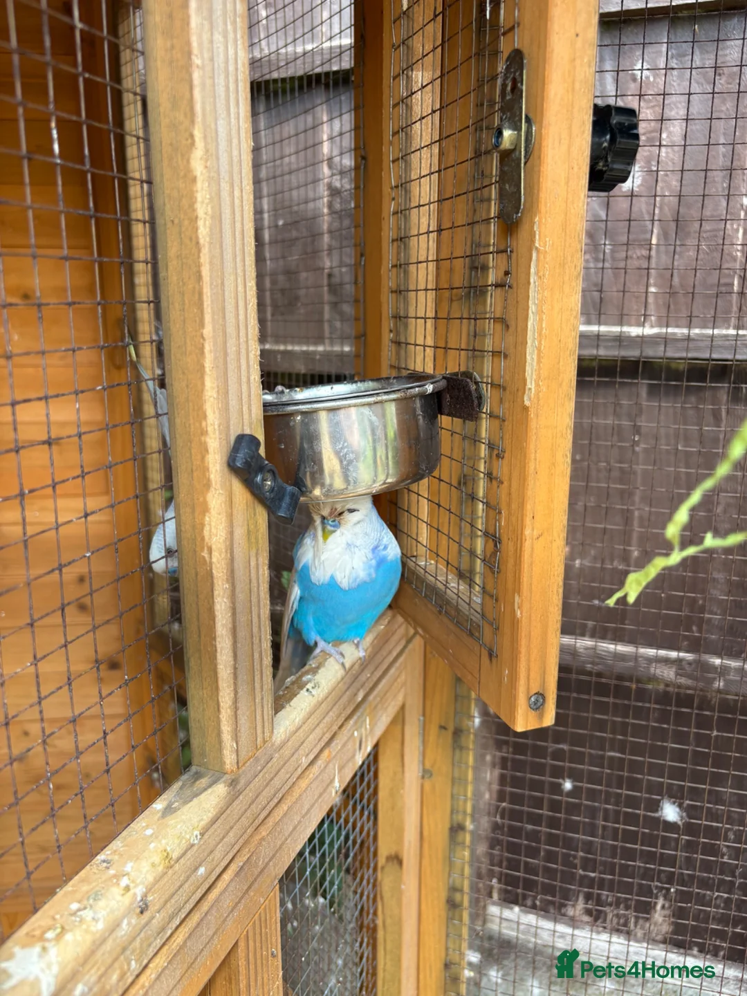 Budgerigars birds for sale: Avairy with budgies and finches in Gainsborough - Advert 2
