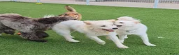 Samoyed dogs for adoption: CL Samoyed mix dog meat trade survivor in Basingstoke - Advert 4