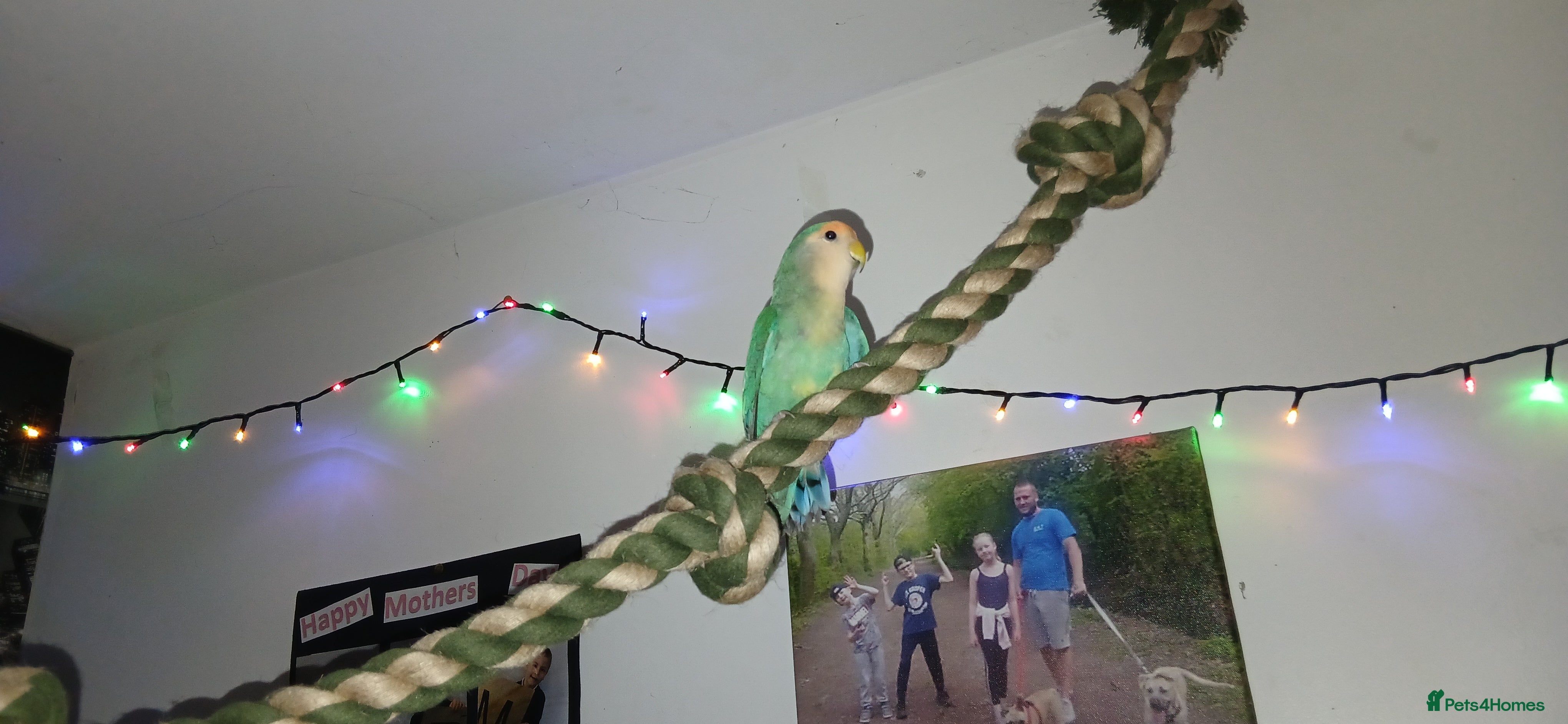 Lovebirds birds 2 paired love birds with cage - Advert 4