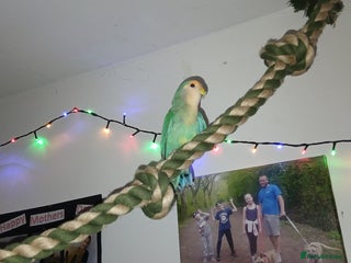 Lovebirds birds 2 paired love birds with cage - Advert 4