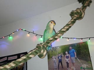 Lovebirds birds 2 paired love birds with cage - Advert 13