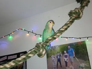 Lovebirds birds 2 paired love birds - Advert 16