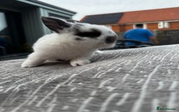 Mini Lop rabbits for sale: Mini Lop Babies ready to reserve - Image 14
