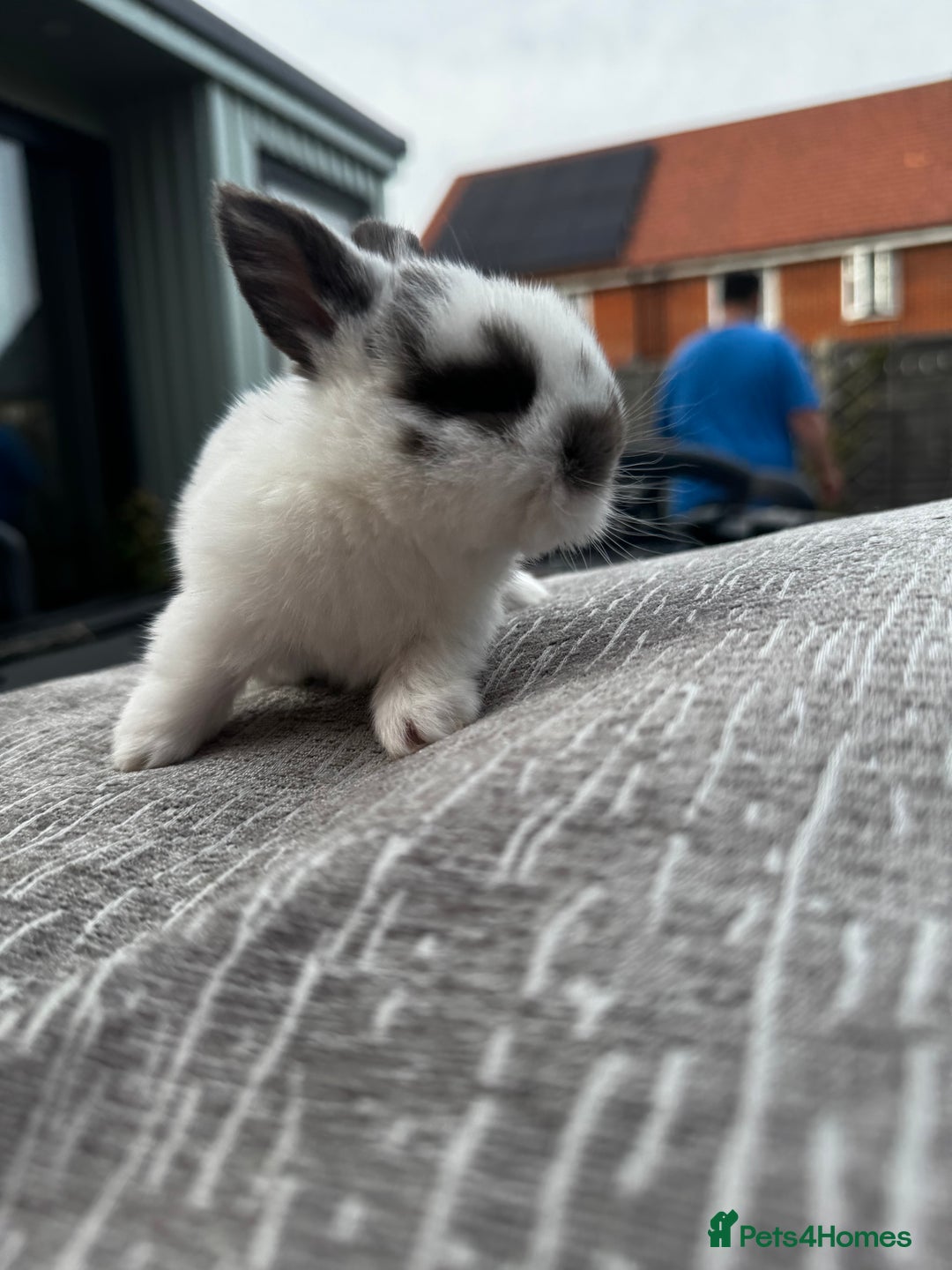 Mini Lop rabbits for sale: Mini Lop Babies ready to reserve - Image 14