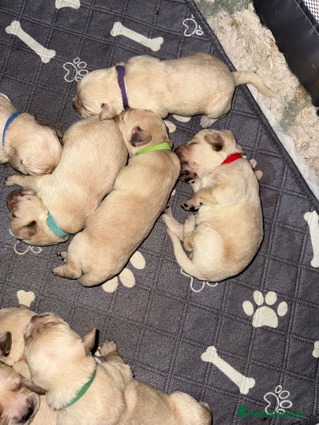 Goldador dogs for sale: 8 beautiful golden retriever x red lab puppies  - Advert 7
